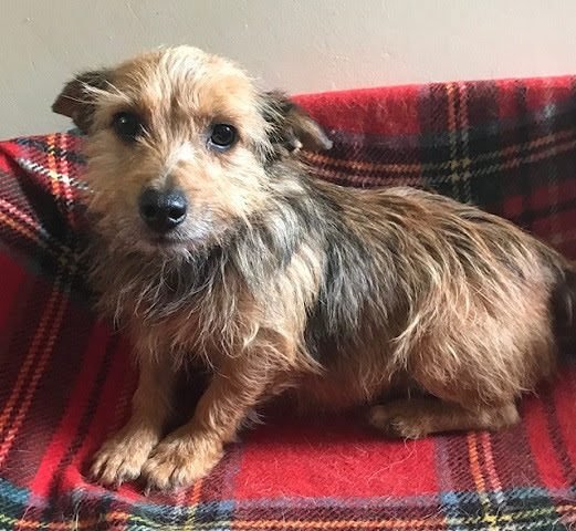 Jack Russell and Yorkie Mix